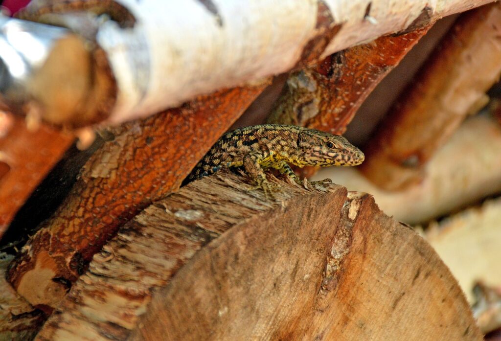 eidechse, reptil, fauna, garten, natur, holz
